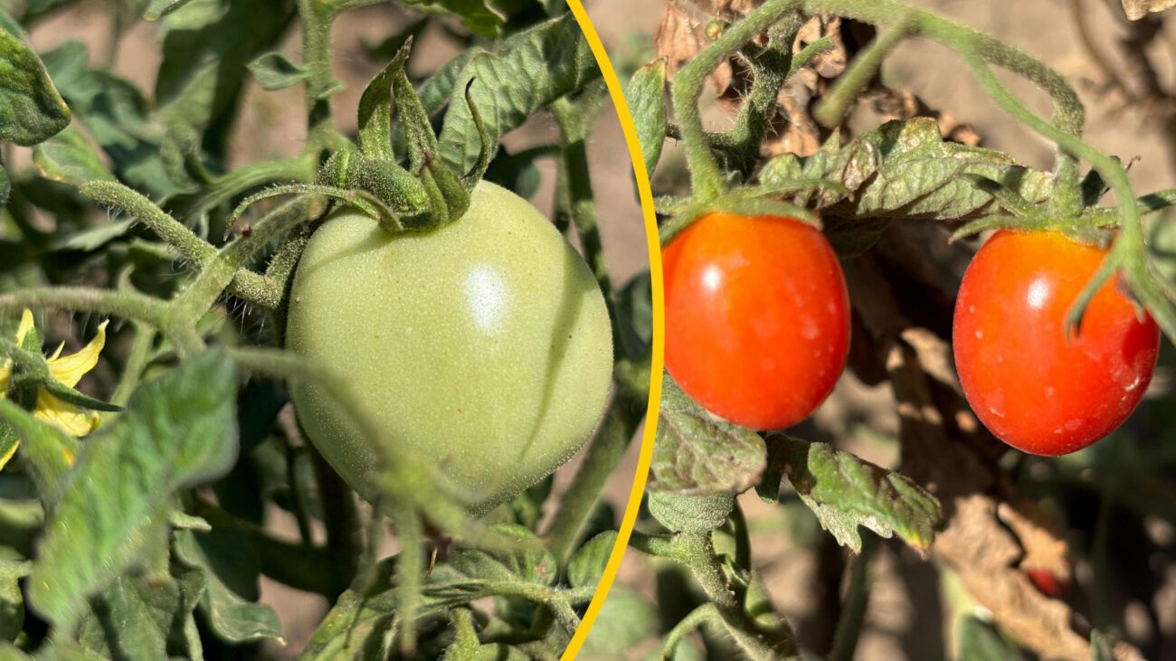 Експерти розповіли, як прискорити дозрівання помідорів