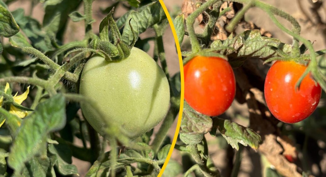 Бабусин секрет з 1989 року: ллю “горюче” на томати – плоди дозрівають швидше і стають солодші за мед 
