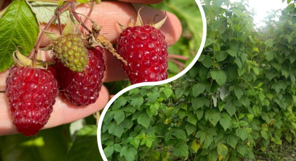 За 1 рік збільшив урожайність малини в 4 рази: все завдяки вересневій схемі удобрення від мого кума-агронома 