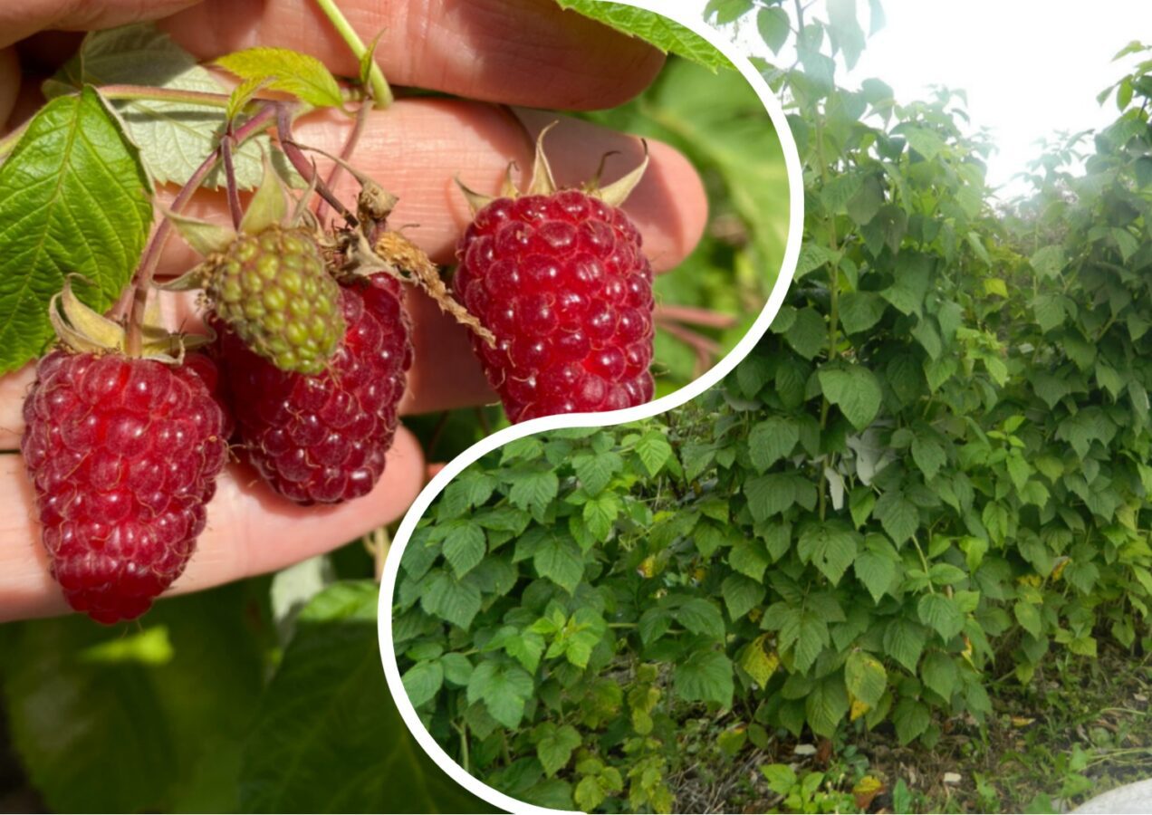 Садівники порадили найкращі сорти пізньої малини