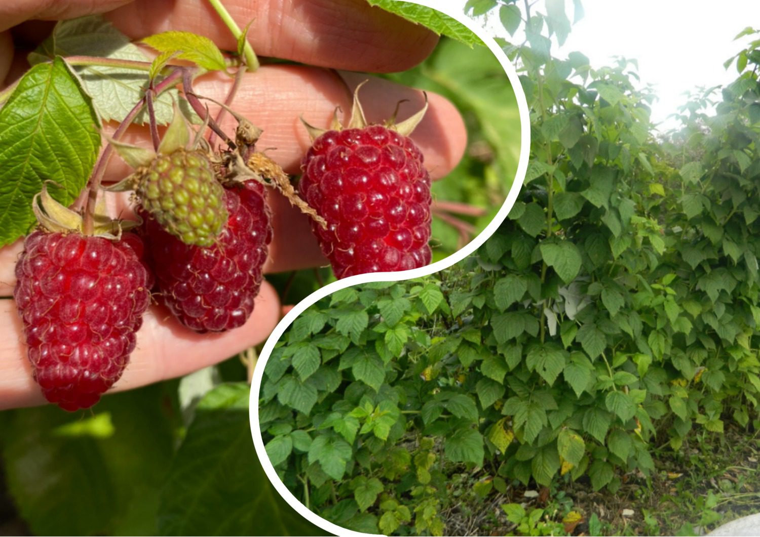 Садівники порадили найкращі сорти пізньої малини