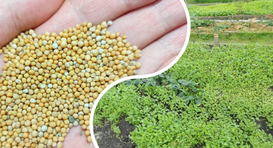 1 раз сію гірчицю після збору врожаю – і ґрунт відновлюється на 3 роки: сидерат, який нічого не коштує 