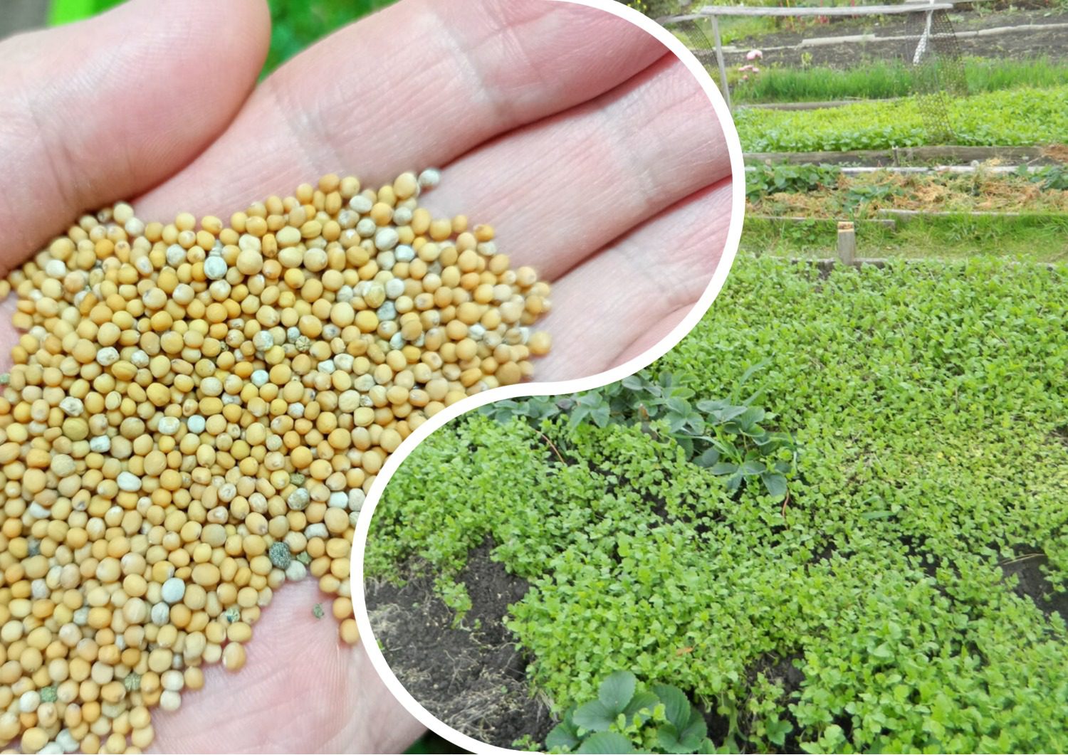 Городники розповіли, який сидерат ідеально підходить для осіннього посіву