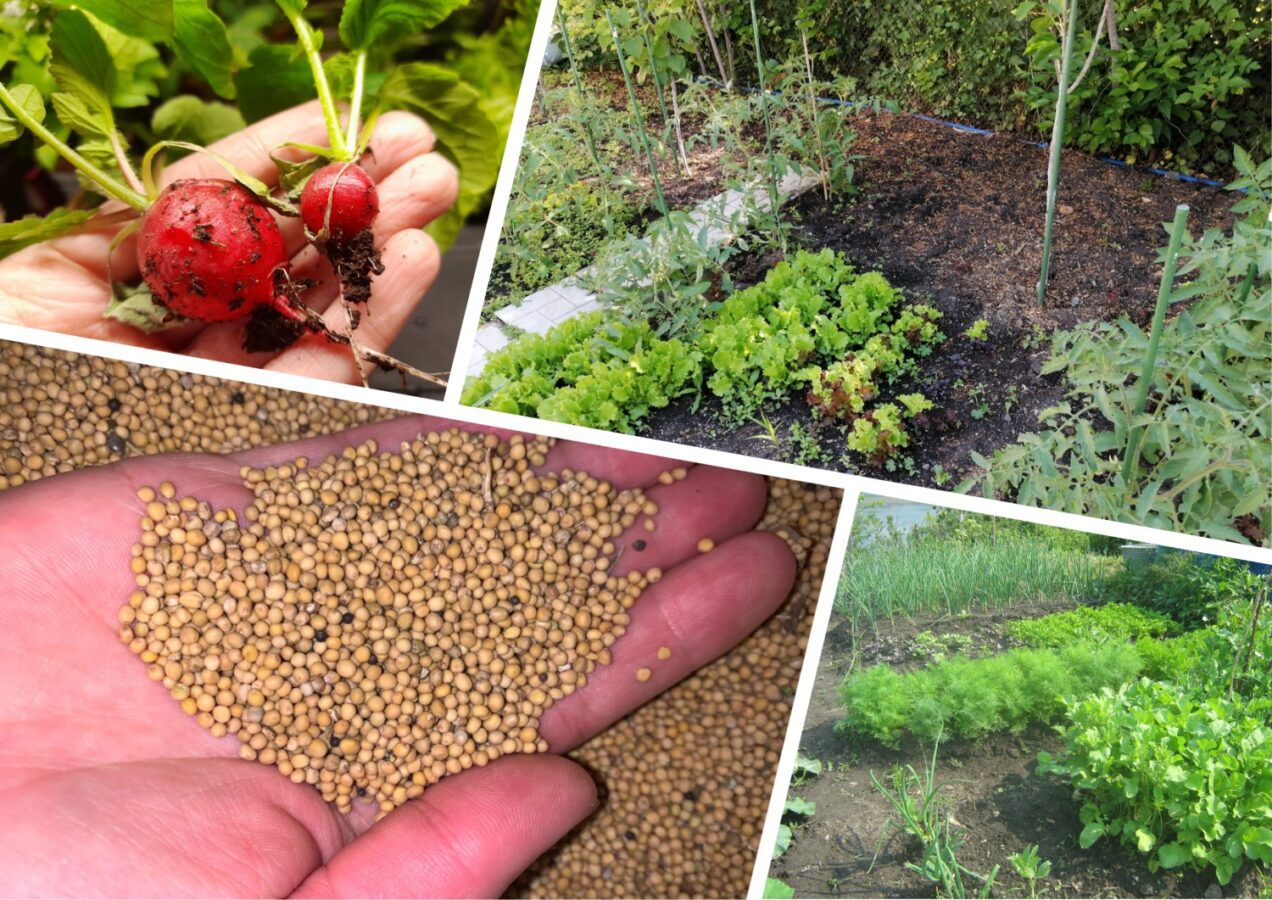 Які овочі можна виростити у вересні