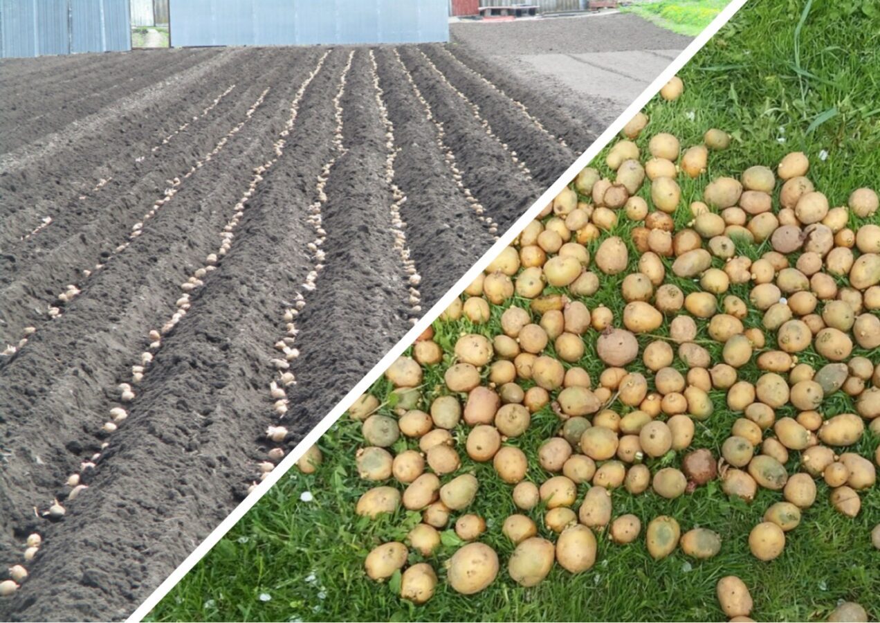 Які добрива не можна додавати в лунку при посадці картоплі