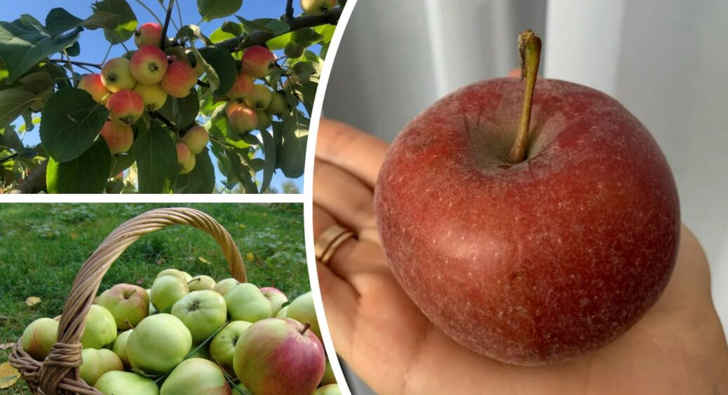 Яблука були, як вата, а тепер – “хрусткі, як кавуни”: підживила кальцієм за 1 схемою з агрошколи 