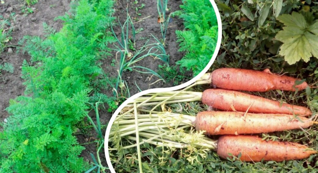 З цими 2 хитрощами – точно визначаю терміни збору врожаю моркви: лежить довго, залишається хрусткою 