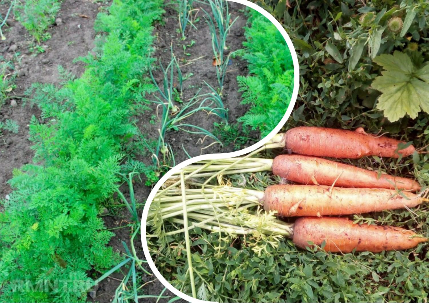 Коли правильно збирати врожай пізньої моркви