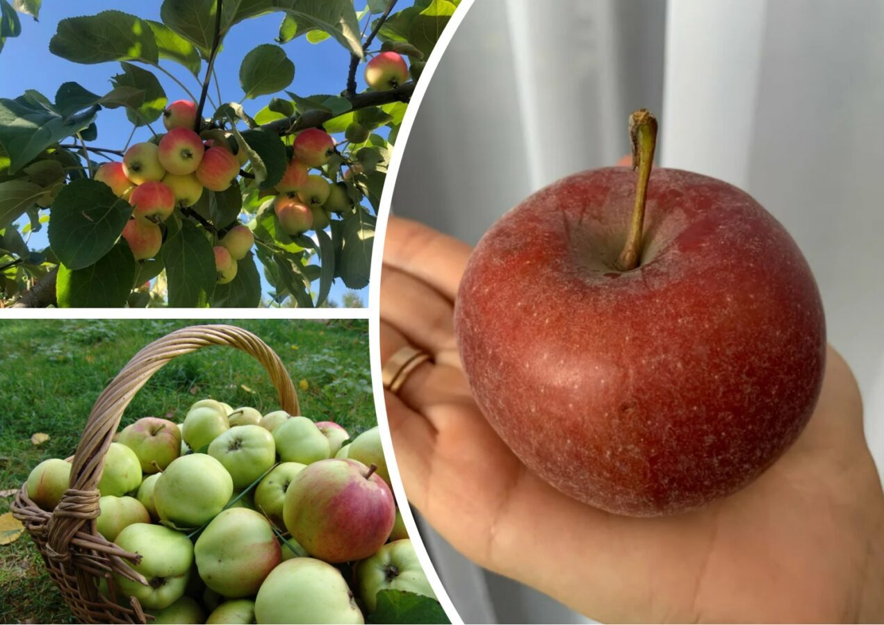 Експерти розповіли, як правильно підживлювати кальцієм плодові дерева