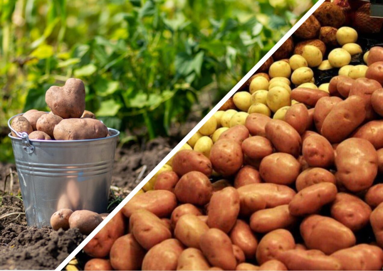 Городники склали рейтинг найврожайніших сортів картоплі