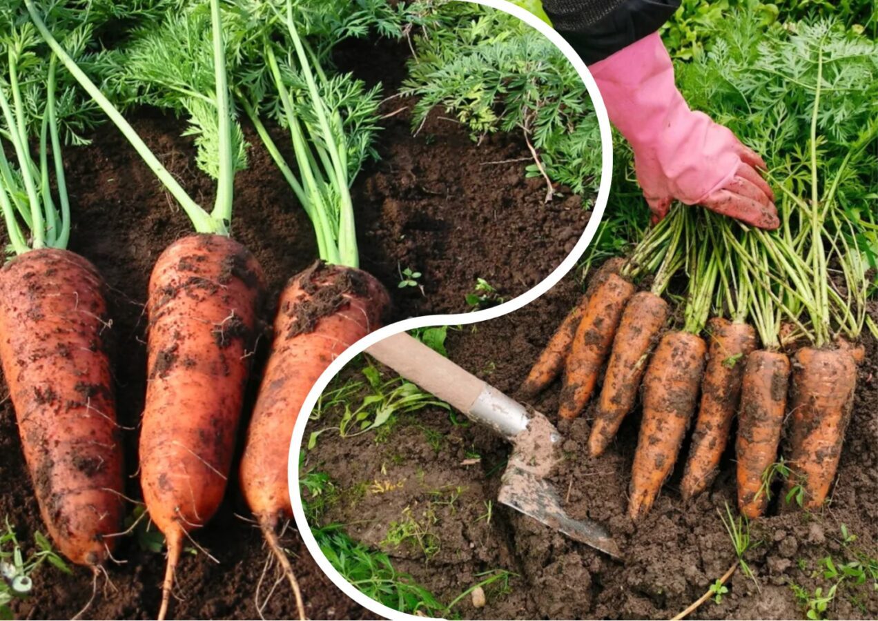 Експерти розповіли про найкращі сорти моркви для городу 