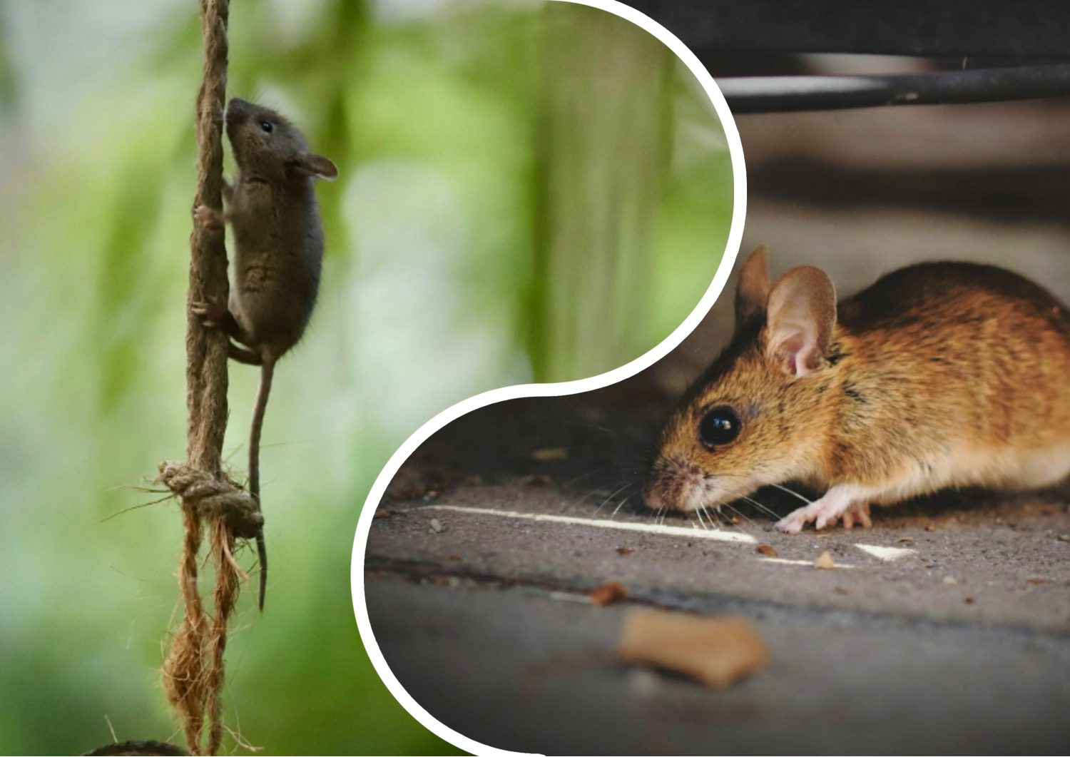 Як позбутись від мишей у домі
