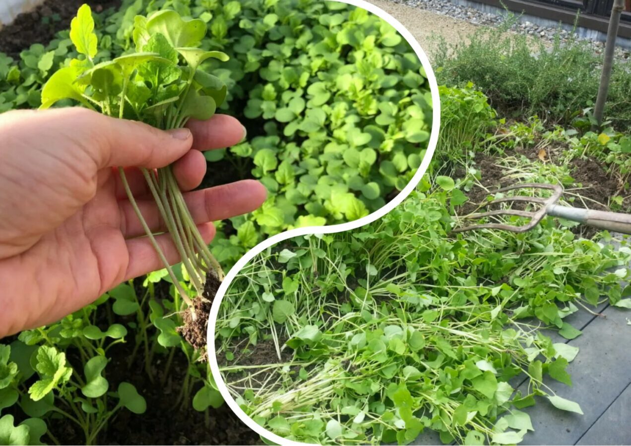 Експерти розповіли, що посадити на грядках після часнику