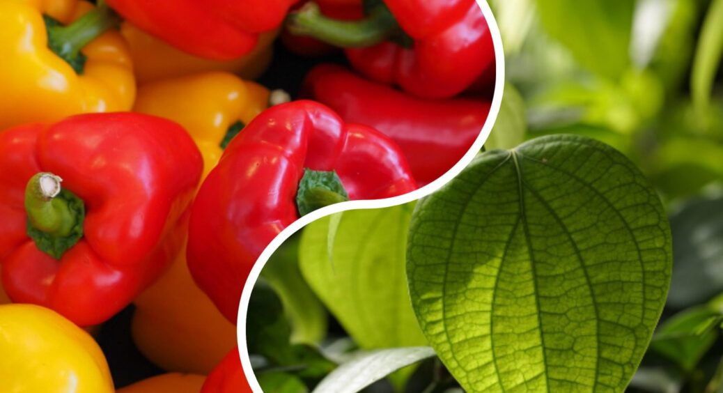 Маю 3 фаворити серед сортів перцю – не “тремтять” від холоду, не скидають завʼязі в спеку і дуже врожайні 