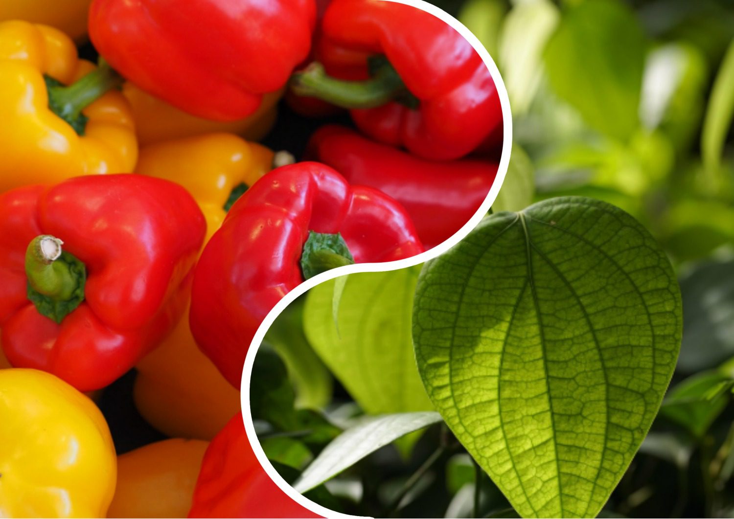 Городники назвали сорти перцю, що дають гарний врожай і не примхливі у догляді