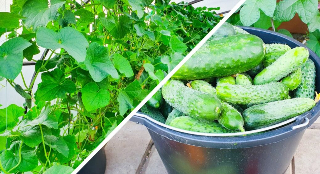 1 процедура з огірками, яку треба встигнути зробити до 29 серпня: інакше – врожай зменшується на 15-20 кг 