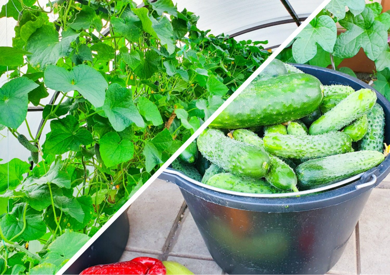 Як захистити огірки від борошнистої роси у серпні