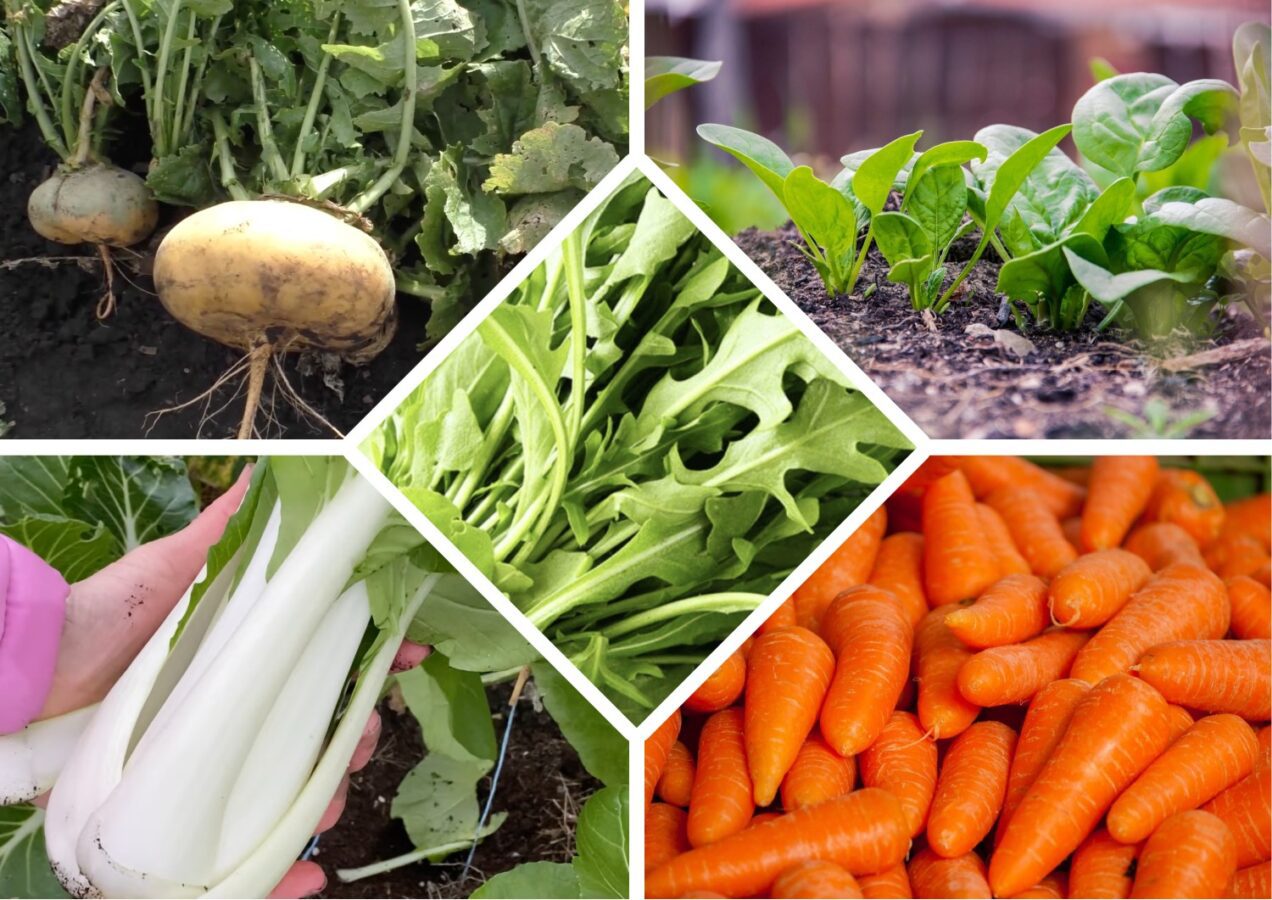 Агрономи поділилися списком культур, які можна посадити в серпні