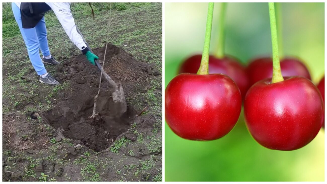 Агрономи пояснили, чому осінь – найкращий час для посадки дерев
