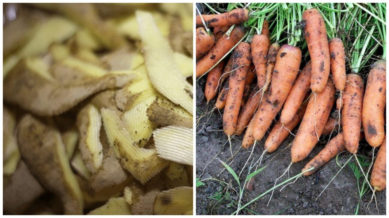 Городники розповіли, як підживити моркву очистками овочів
