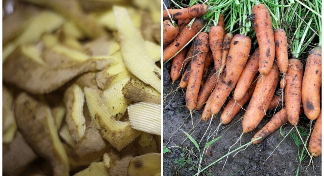 Не викидаю шкірки від картоплі: сушу їх і під моркву – ефект кращий, ніж від мінеральних добрив 
