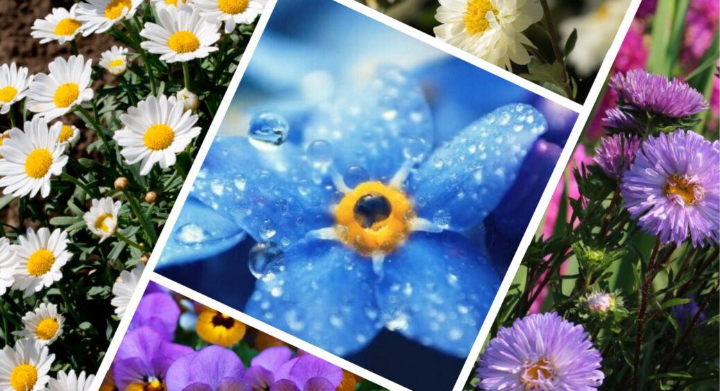 Ще не пізно у серпні: посадіть ці 5 квітів зараз – і клумба радуватиме око до самих “лютих” заморозків 