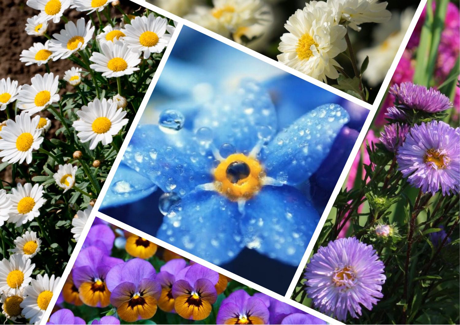 Садівники розповіли, які квіти можна посадити в серпні