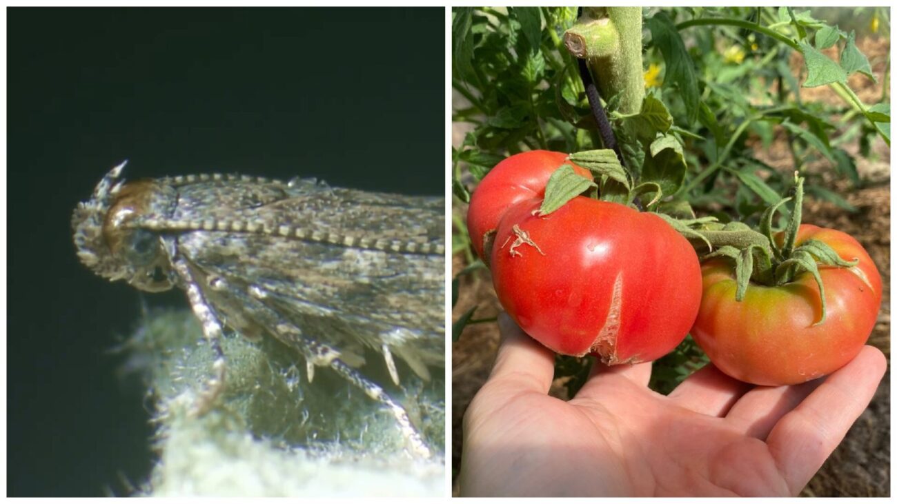 Городники розповіли, чим обробити город від томатної молі