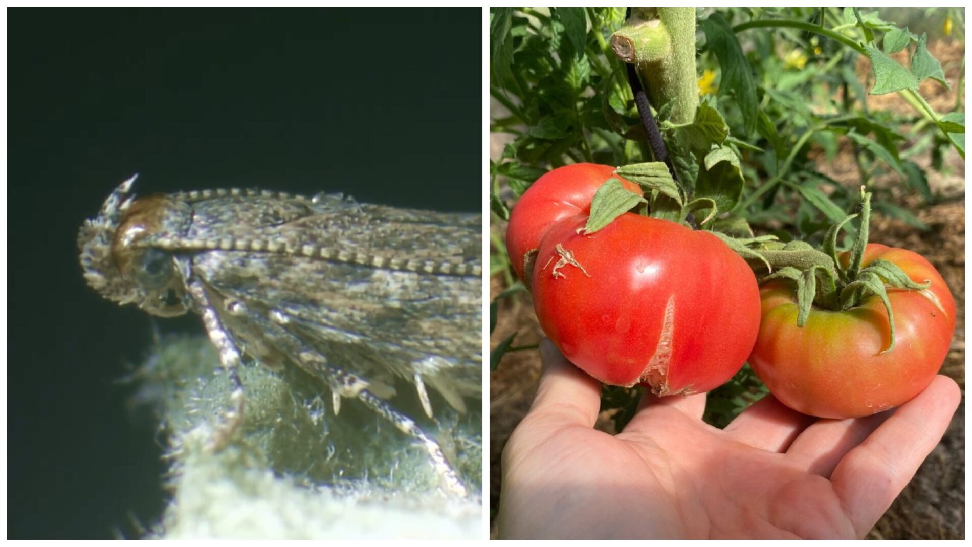 Городники розповіли, чим обробити город від томатної молі