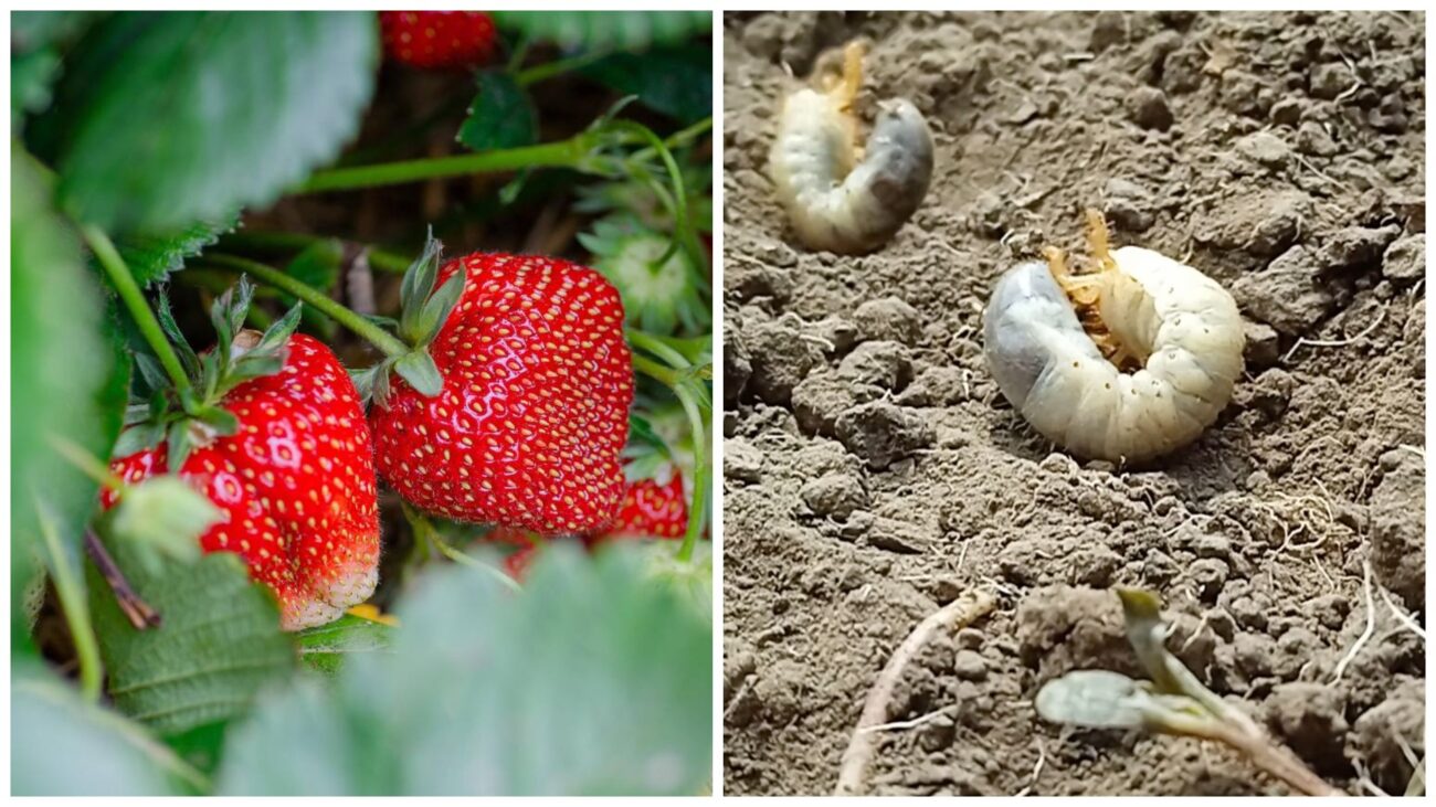 Садівники поділилися рецептом розчину проти личинок хруща