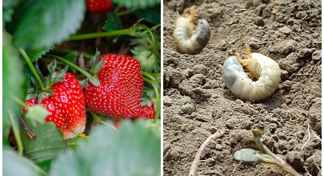 Нарешті позбулась личинки хруща під кущами полуниці: спрацював звичайний настій – в складі 2 інгредієнти 