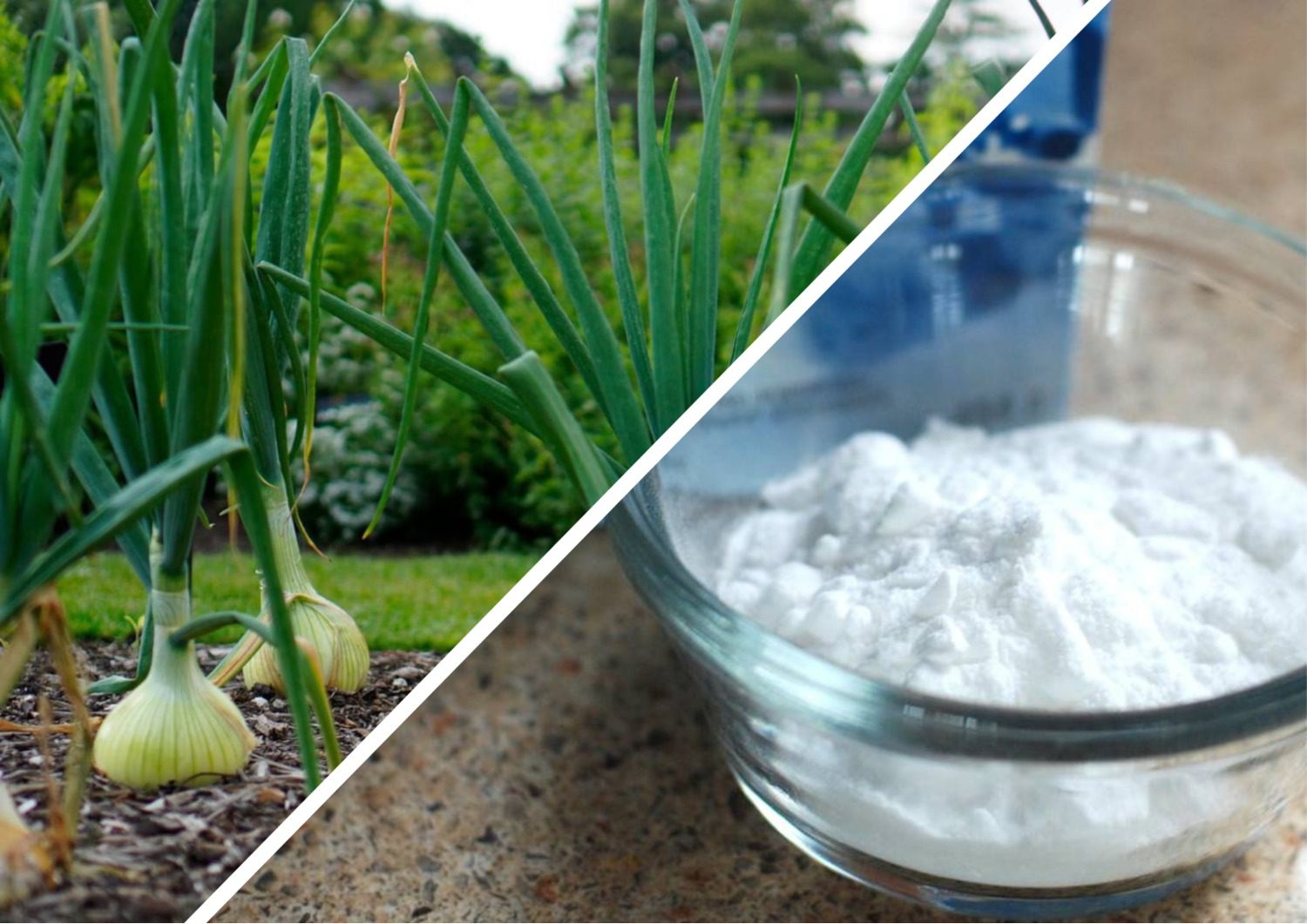 Городники розповіли, як застосувати соду для підживлення цибулі