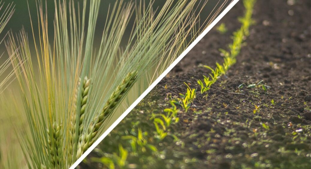 Не фацелія і точно не гірчиця: від бур’янів допоможе 1 сидерат, який замінить 100 гербіцидів 