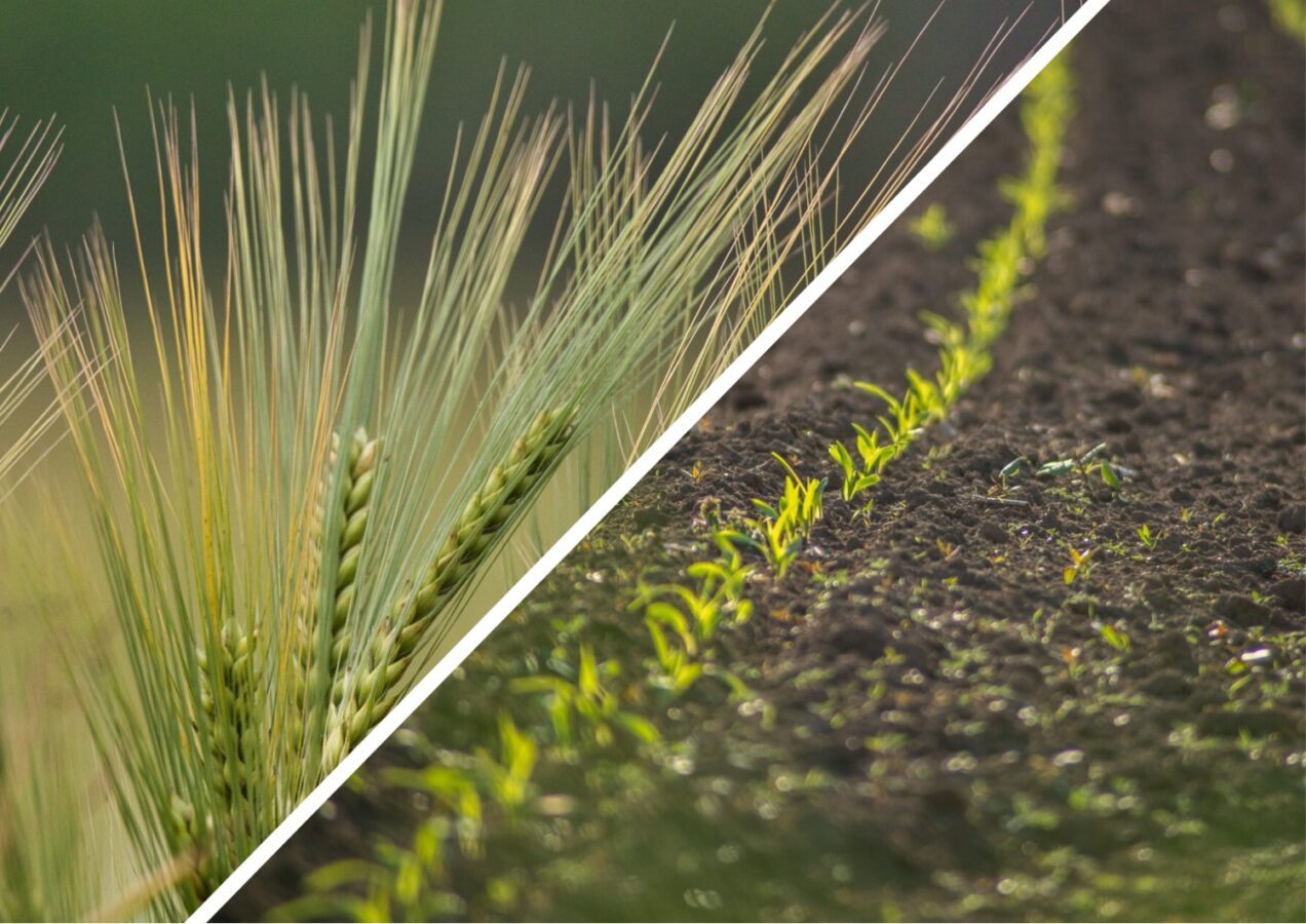 Городники дали пораду, яку рослину посіяти, щоб позбутися бурʼянів на ділянці 