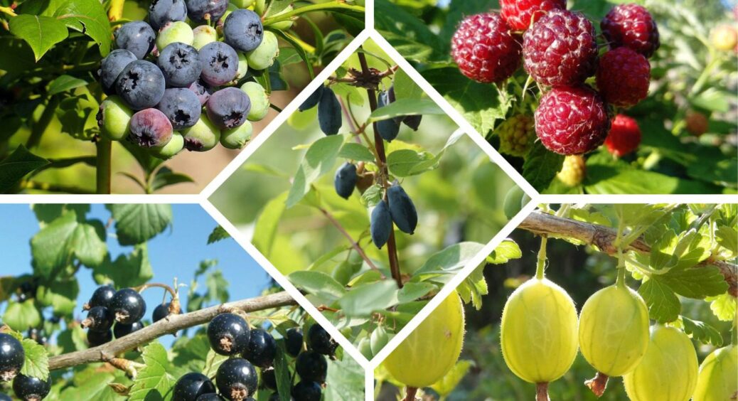 Байдики не бʼю, а засаджую сад ягідними чагарниками: мій особистий ТОП-5 для серпневої посадки 