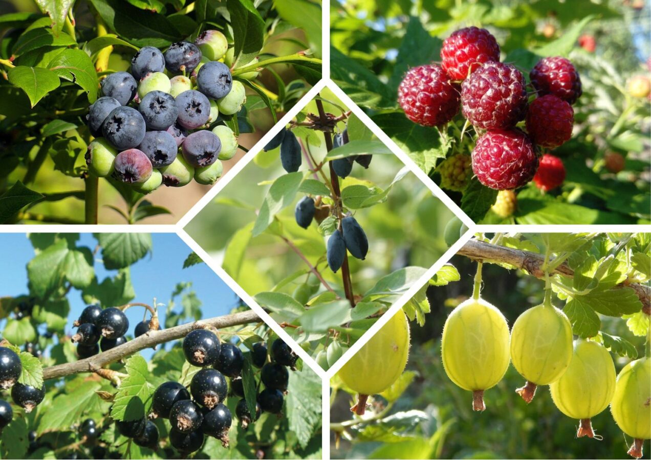 Експерти розповіли, які рослини не потребують догляду восени