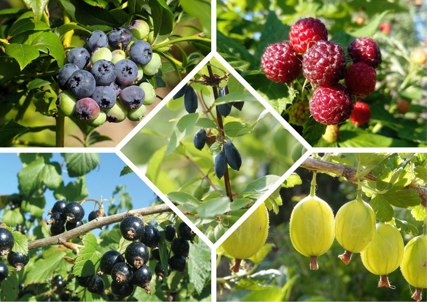 Експерти розповіли, які рослини не потребують догляду восени