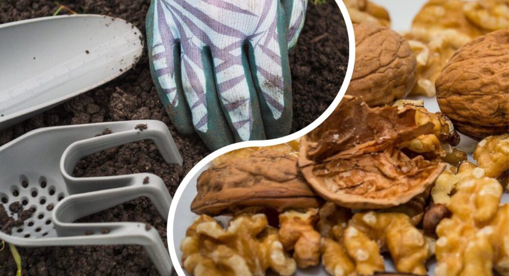 8 років спалювала шкаралупу горіхів, а виявилось – у ній в 5 разів більше калію, ніж у мінеральних добривах 
