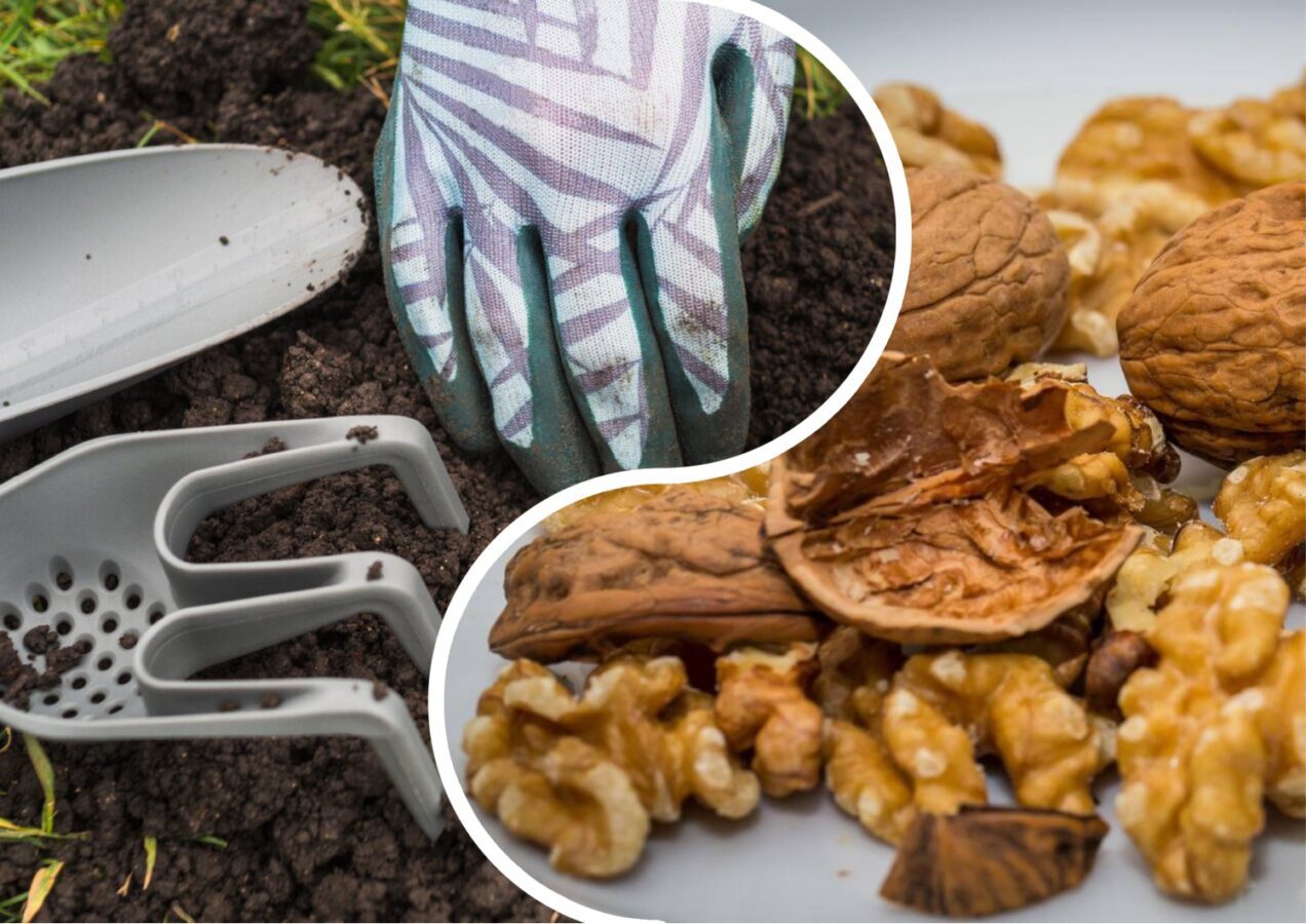 Городники розповіли, як використати горіхову шкаралупу на городі