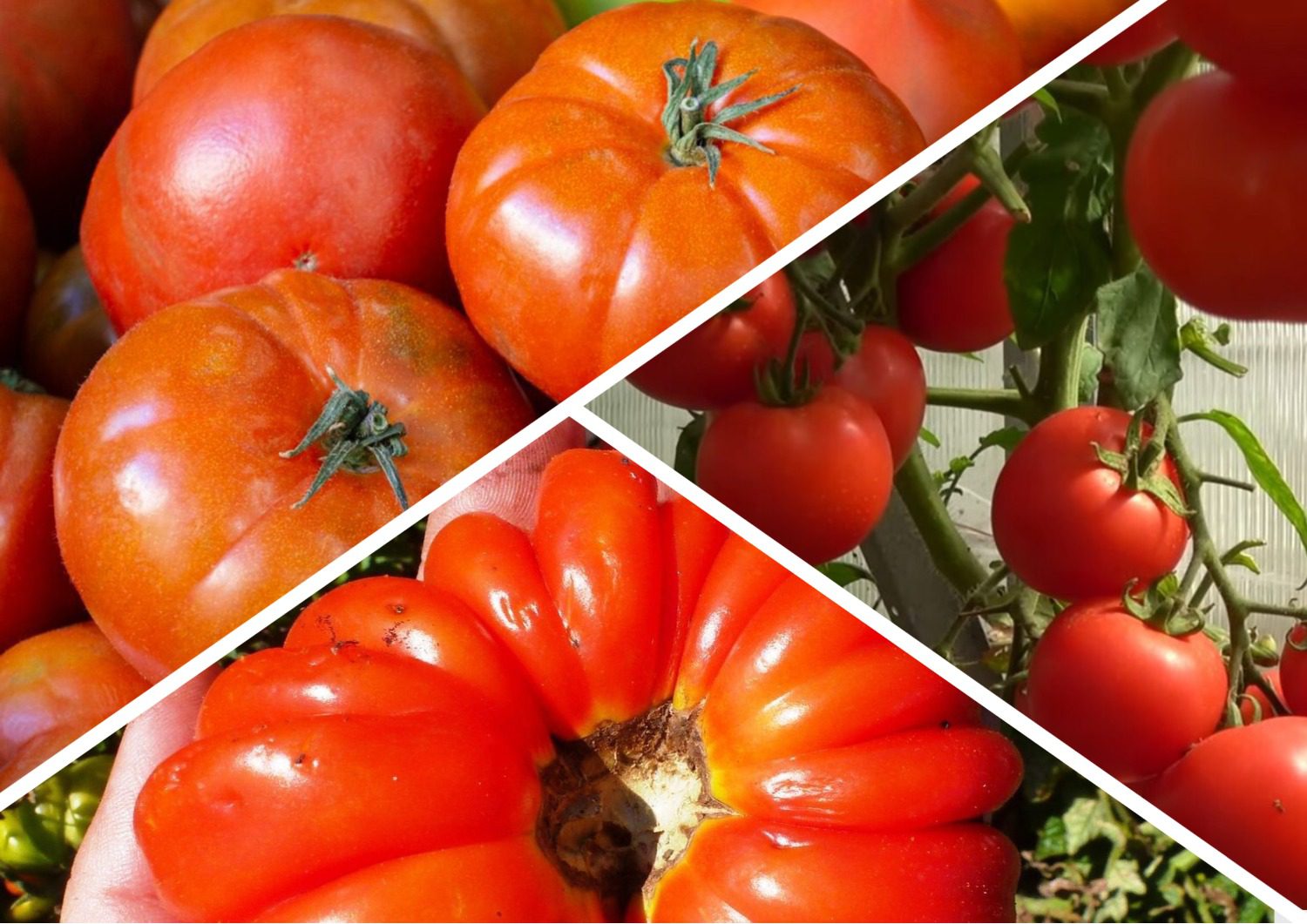 Городники поділилися назвами врожайних сортів томатів