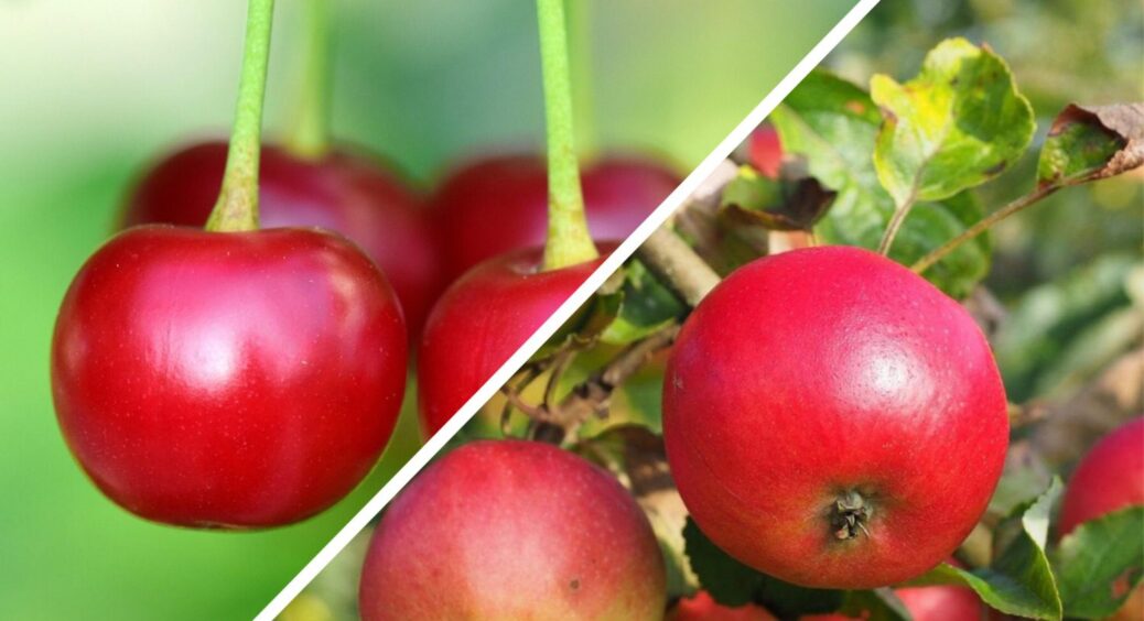 Оце кладу під яблуні та вишні, щоб мурахи “склеїли лапки” разом із попелицею – топова ідея на сезон 2026 