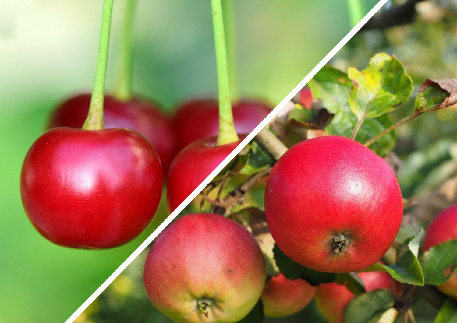 Експерти розповіли, як зупинити моніліоз яблунь у вересні