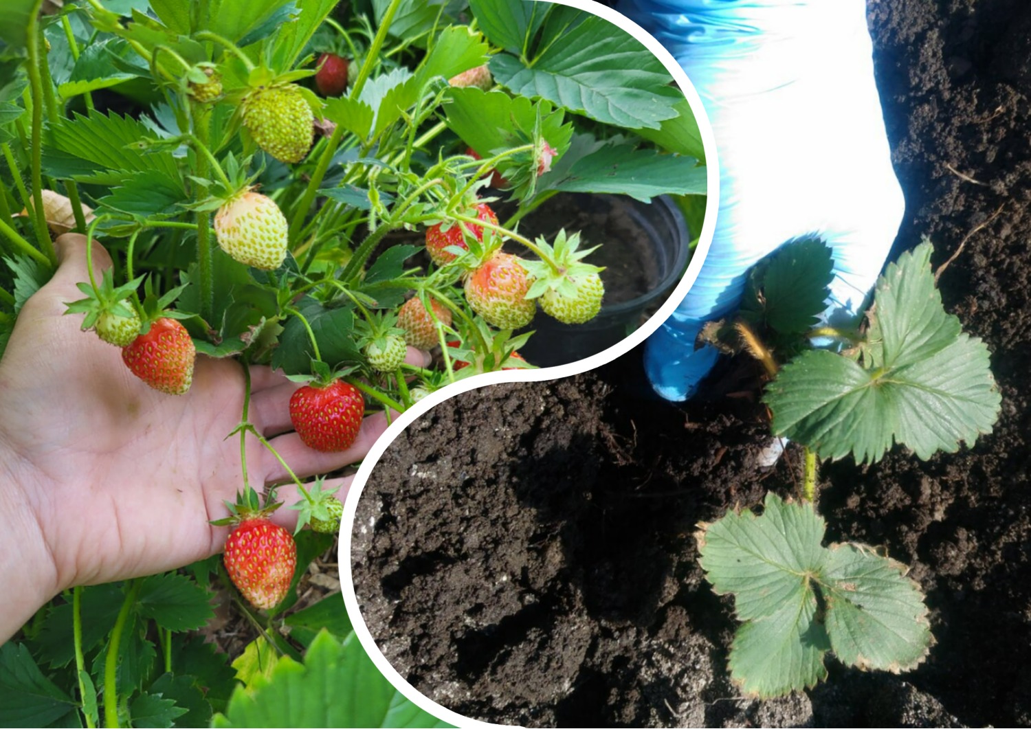 Коли та як пересаджувати полуницю