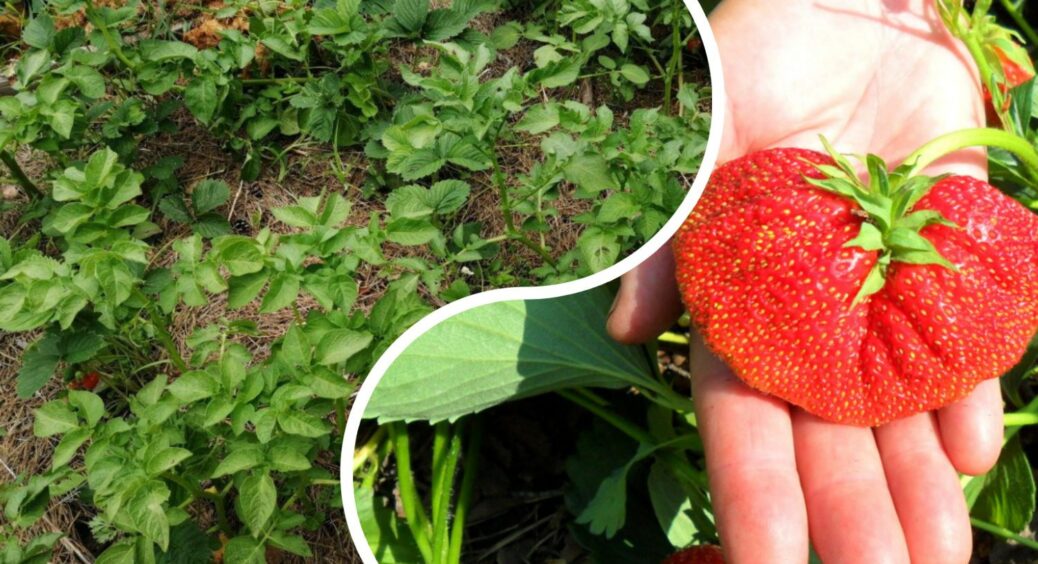83-річна бабуся розповіла, що означає, якщо полуниця знову плодоносить у вересні: важлива народна прикмета 