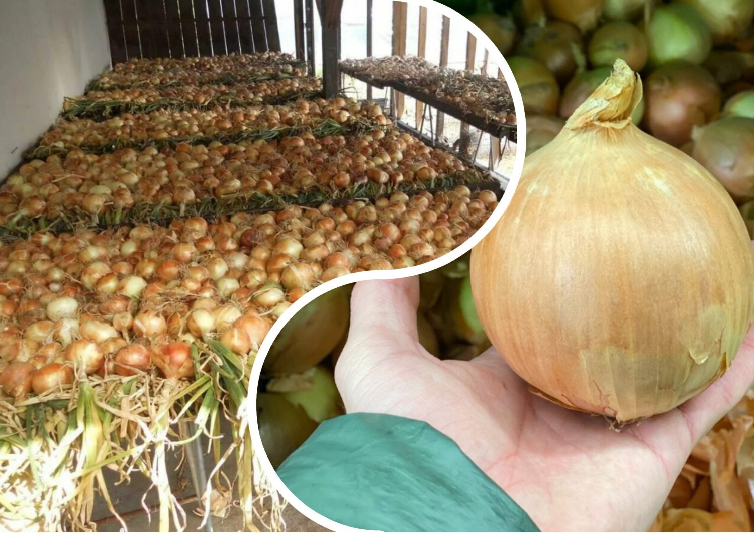 Як покращити смак цибулі та захистити її від хвороб