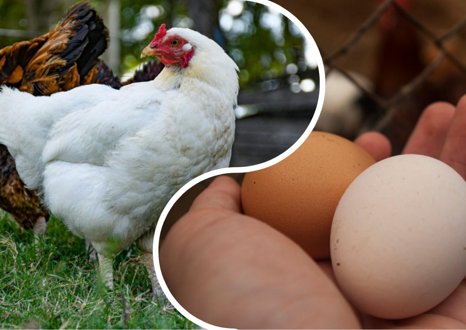 Як очистити курник від їдкого запаху та бруду