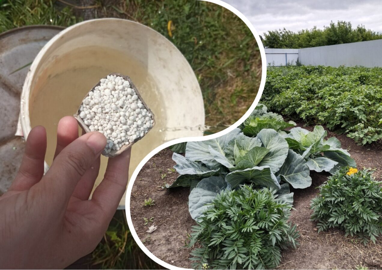 Експерти розповіли, як правильно використовувати суперфосфат