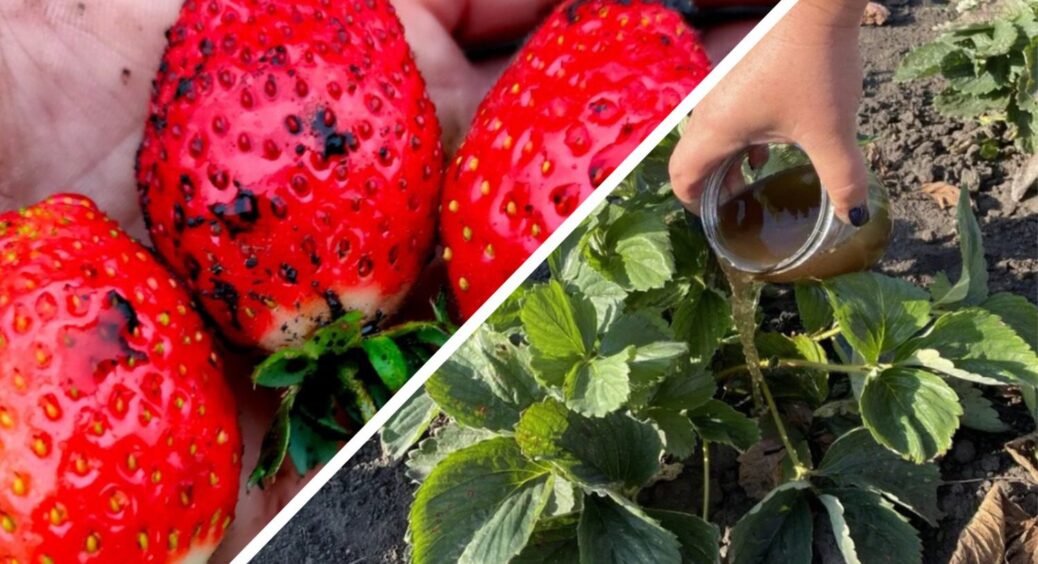 1 добриво восени – і через рік полуниця дасть на 3-4 кг урожаю більше: осіння “прокачка” кущів 