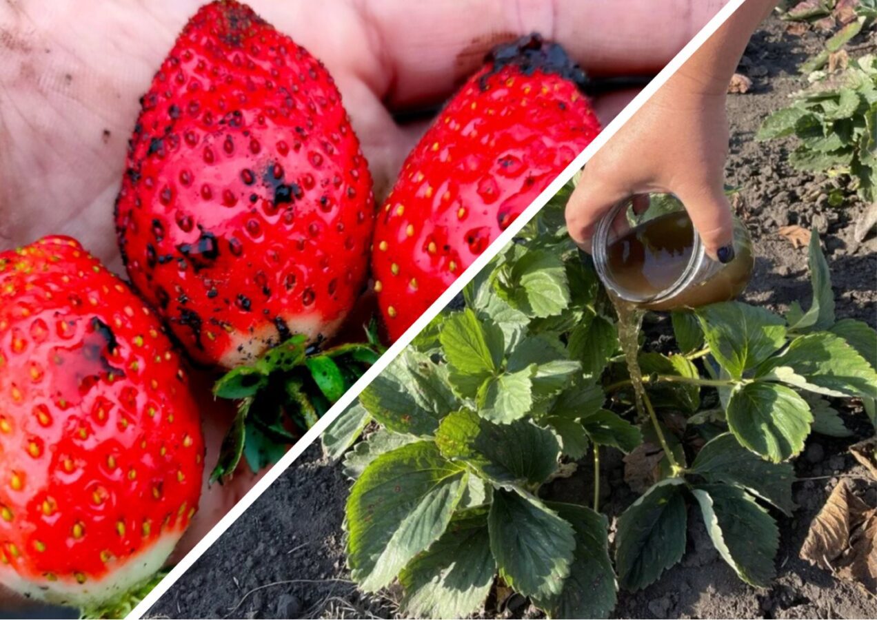 Садівники розповіли, як підготувати полуницю до зими