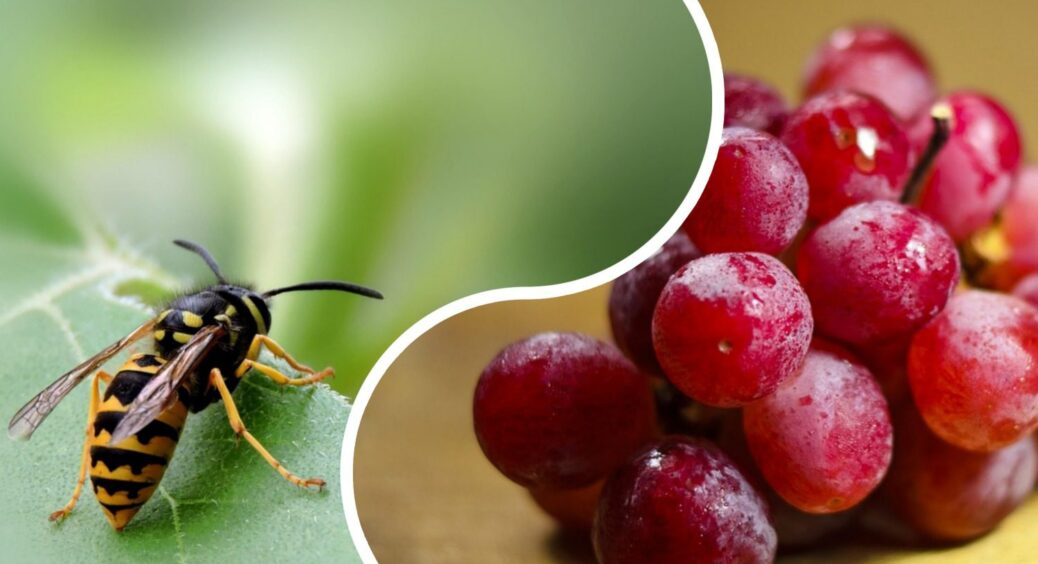 Замість пасток та отрути: розвела 1:1 з водою – і на винограді жодної оси на весь сезон. Старовинний трюк 